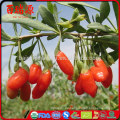 Wo sind Goji Beeren aus Gogi Beere Lycium Barbarum Proprieta